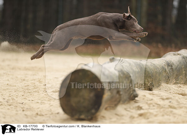 Labrador Retriever / Labrador Retriever / KB-17700