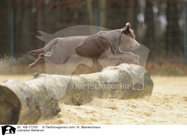 Labrador Retriever / Labrador Retriever / KB-17705