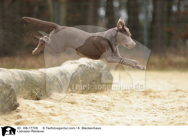Labrador Retriever / Labrador Retriever / KB-17706