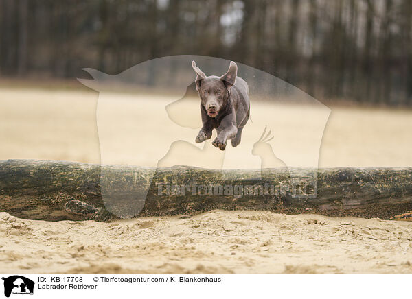 Labrador Retriever / Labrador Retriever / KB-17708