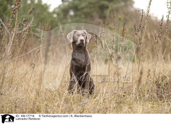Labrador Retriever / Labrador Retriever / KB-17718