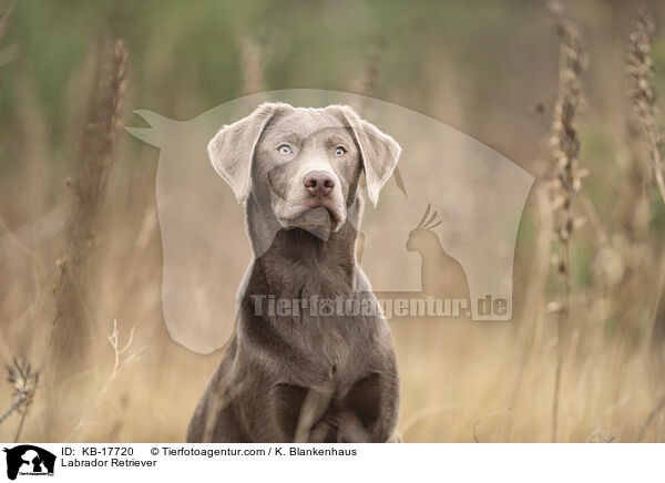 Labrador Retriever / Labrador Retriever / KB-17720