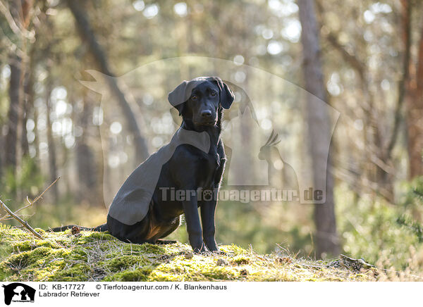 Labrador Retriever / Labrador Retriever / KB-17727