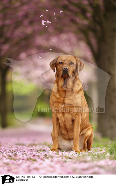 Labrador / Labrador / KB-18112
