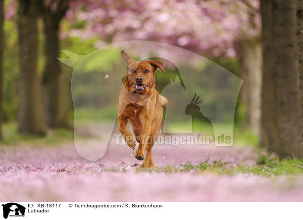 Labrador / Labrador / KB-18117