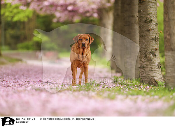 Labrador / Labrador / KB-18124