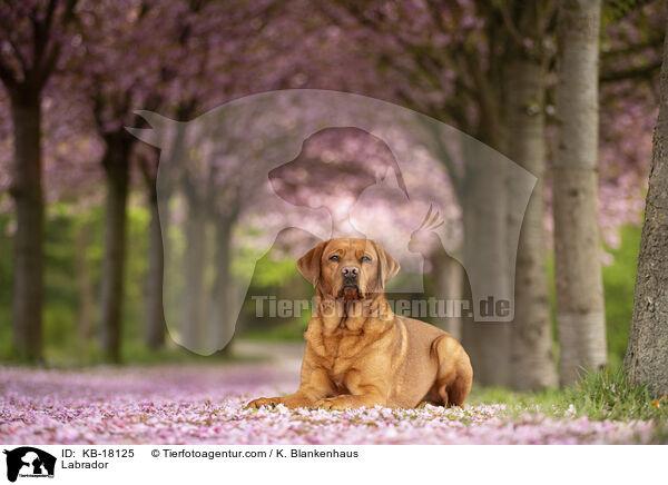 Labrador / Labrador / KB-18125