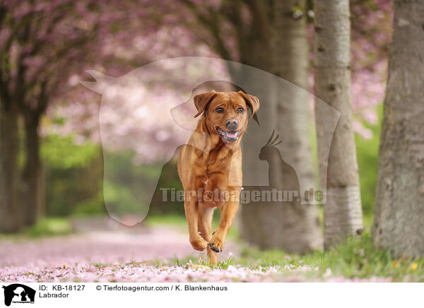 Labrador / Labrador / KB-18127