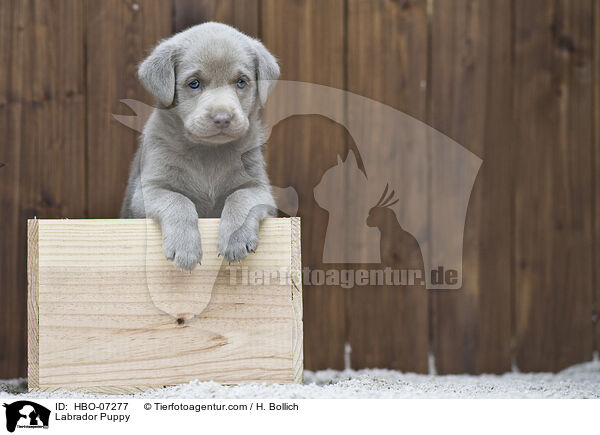 Labrador Welpe / Labrador Puppy / HBO-07277
