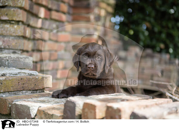 Labrador Welpe / Labrador Puppy / HBO-07348