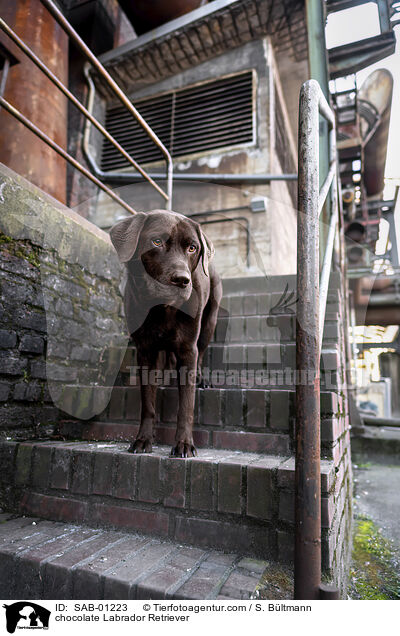 brauner Labrador Retriever / chocolate Labrador Retriever / SAB-01223
