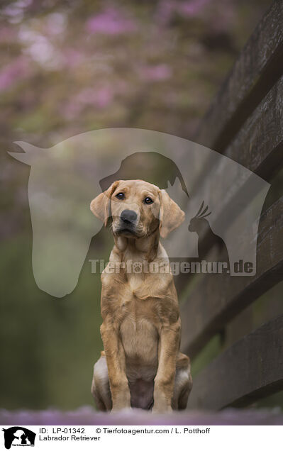 Labrador Retriever / Labrador Retriever / LP-01342