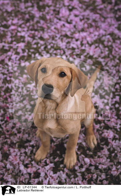 Labrador Retriever / Labrador Retriever / LP-01344