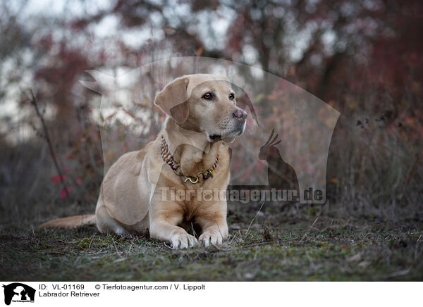 Labrador Retriever / Labrador Retriever / VL-01169