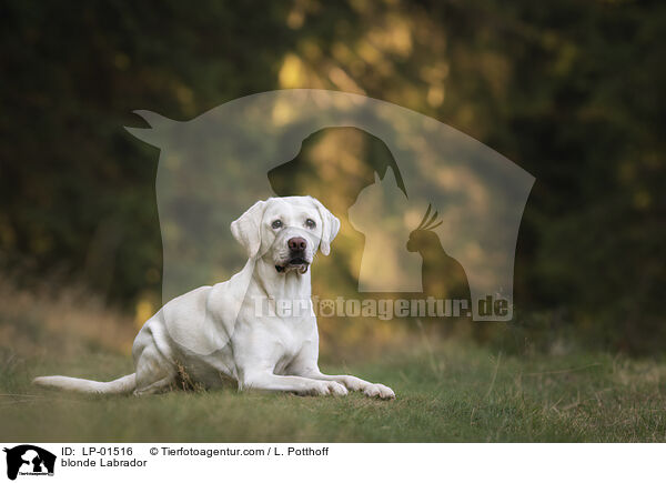 blonder Labrador / blonde Labrador / LP-01516