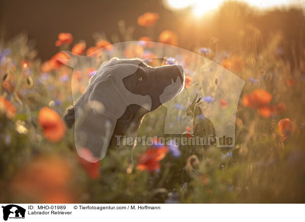 Labrador Retriever / Labrador Retriever / MHO-01989