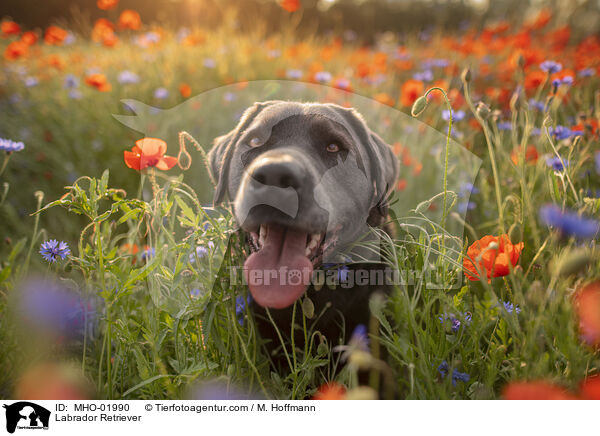 Labrador Retriever / Labrador Retriever / MHO-01990