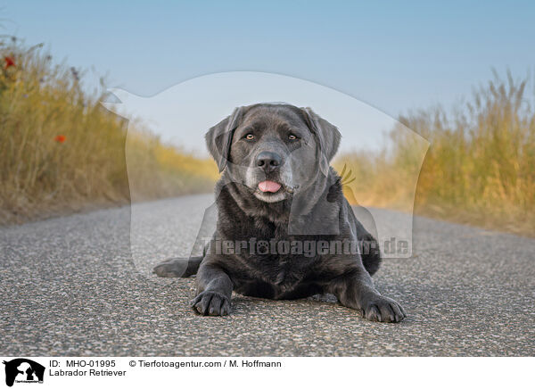 Labrador Retriever / Labrador Retriever / MHO-01995
