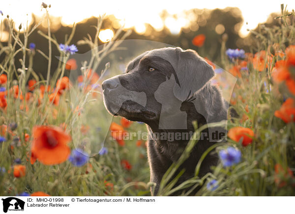 Labrador Retriever / Labrador Retriever / MHO-01998