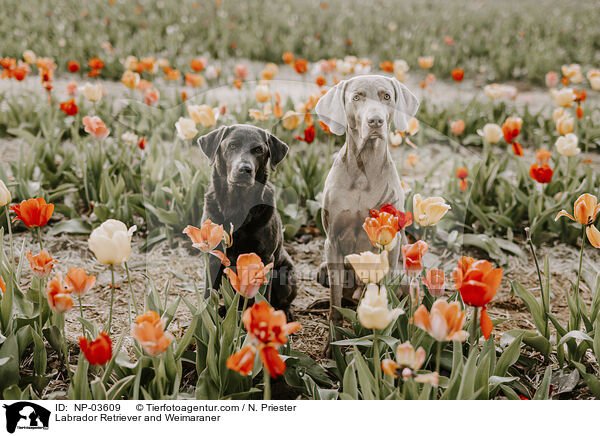 Labrador Retriever und Weimaraner / Labrador Retriever and Weimaraner / NP-03609