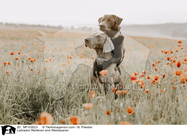 Labrador Retriever und Weimaraner / Labrador Retriever and Weimaraner / NP-03623