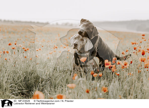 Labrador Retriever und Weimaraner / Labrador Retriever and Weimaraner / NP-03626