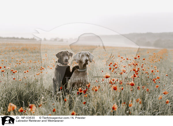 Labrador Retriever und Weimaraner / Labrador Retriever and Weimaraner / NP-03630