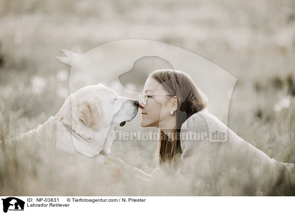 Labrador Retriever / Labrador Retriever / NP-03831