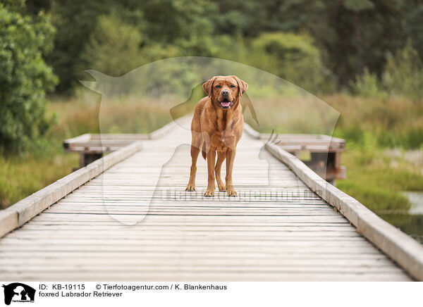 foxred Labrador Retriever / foxred Labrador Retriever / KB-19115