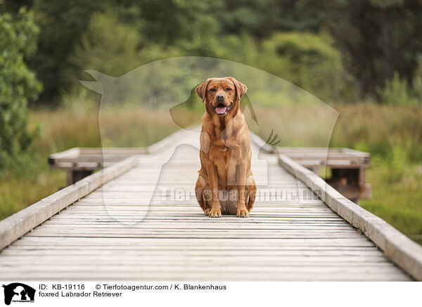 foxred Labrador Retriever / foxred Labrador Retriever / KB-19116