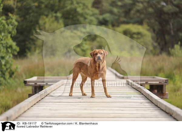foxred Labrador Retriever / foxred Labrador Retriever / KB-19117