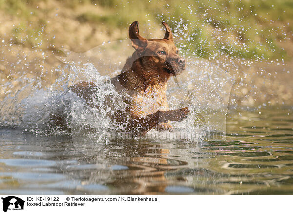foxred Labrador Retriever / foxred Labrador Retriever / KB-19122