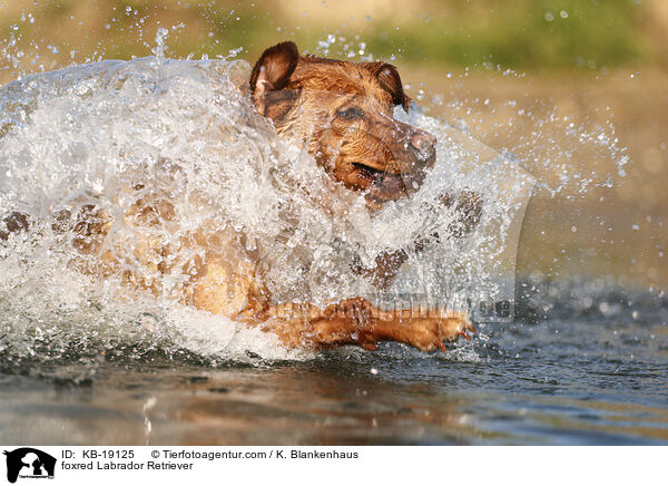 foxred Labrador Retriever / foxred Labrador Retriever / KB-19125