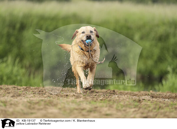 gelber Labrador Retriever / yellow Labrador Retriever / KB-19137