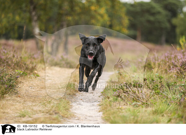 schwarzer Labrador Retriever / black Labrador Retriever / KB-19152