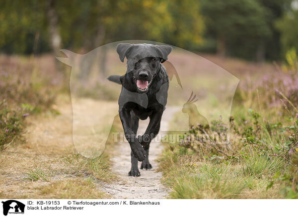 schwarzer Labrador Retriever / black Labrador Retriever / KB-19153