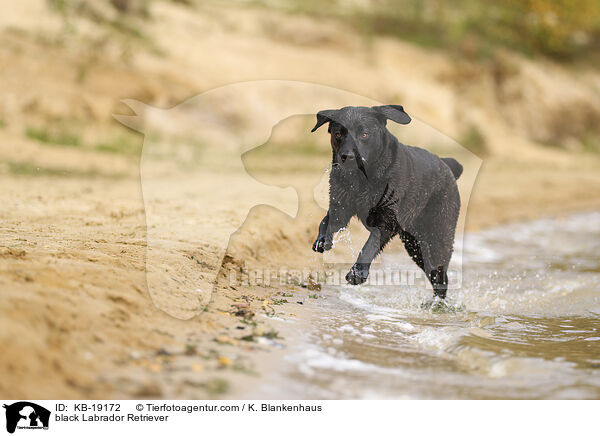 schwarzer Labrador Retriever / black Labrador Retriever / KB-19172