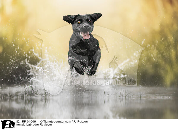 Labrador Retriever H�ndin / female Labrador Retriever / RP-01006