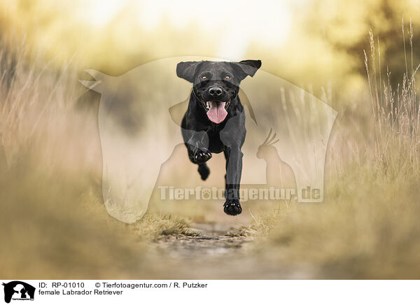 Labrador Retriever H�ndin / female Labrador Retriever / RP-01010