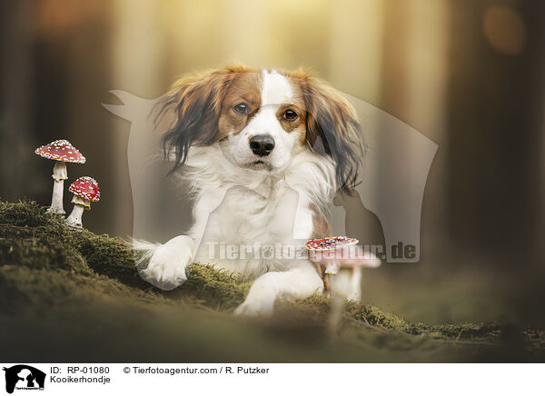 Kooikerhondje / Kooikerhondje / RP-01080