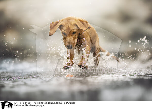 Labrador Retriever Welpe / Labrador Retriever puppy / RP-01180