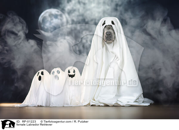 Labrador Retriever H�ndin / female Labrador Retriever / RP-01223