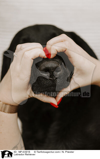 Labrador Retriever / Labrador Retriever / NP-03916