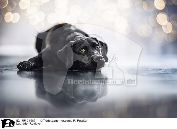 Labrador Retriever / Labrador Retriever / RP-01587
