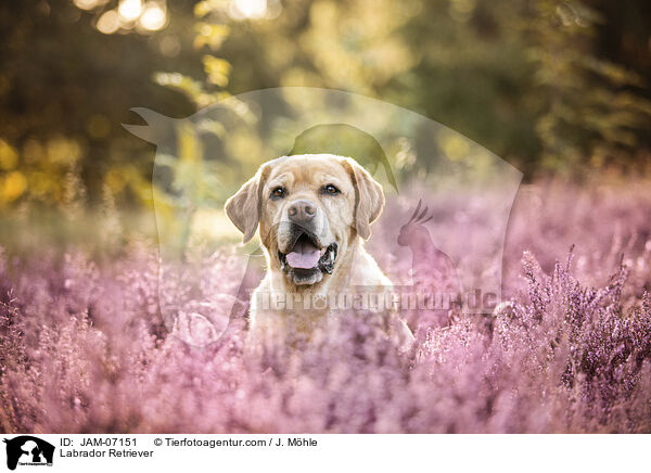 Labrador Retriever / Labrador Retriever / JAM-07151
