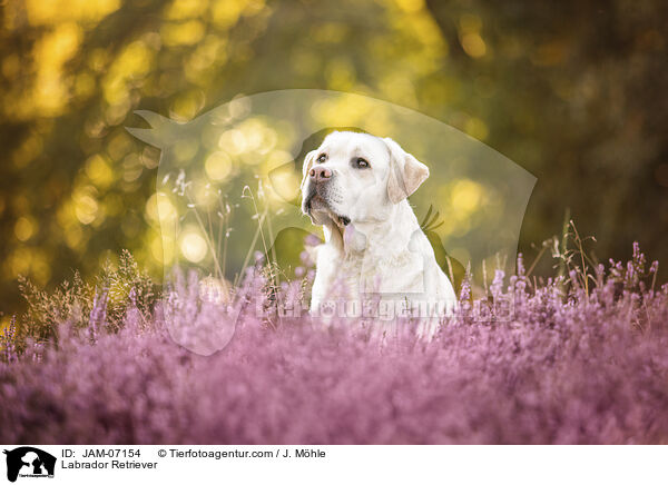 Labrador Retriever / Labrador Retriever / JAM-07154