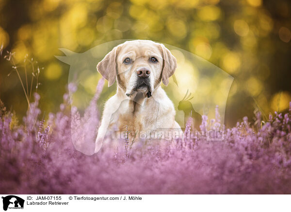 Labrador Retriever / Labrador Retriever / JAM-07155