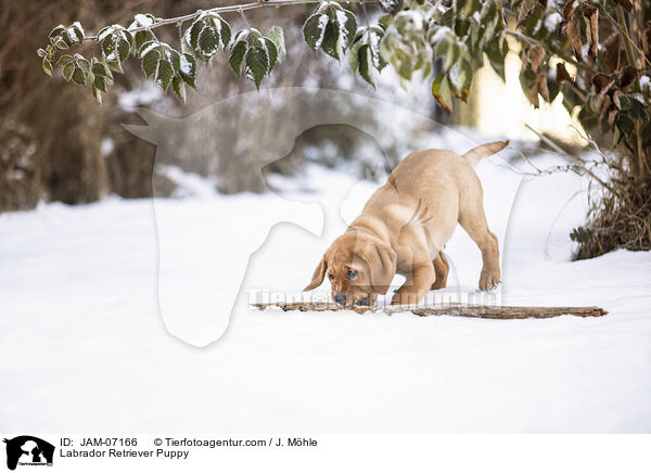 Labrador Retriever Welpe / Labrador Retriever Puppy / JAM-07166