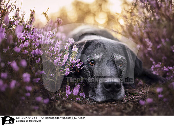 Labrador Retriever / Labrador Retriever / SEK-01751