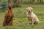 sitting Rhodesian Ridgeback & Labrador